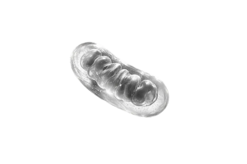 Cellular Energy